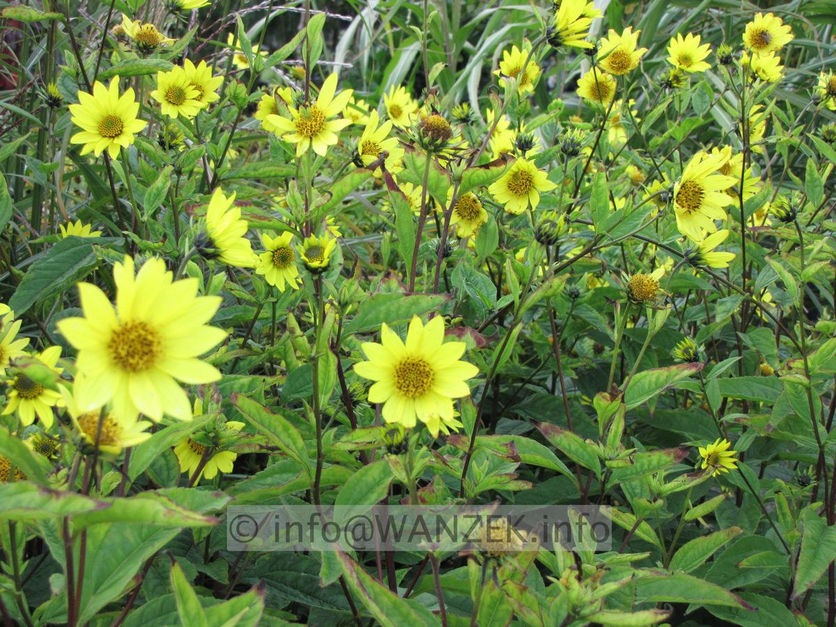Helianthus Hybride Lemon Queen - Blueten z.JPG